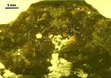 Aspetto della fase “Microspongium gelatinosum